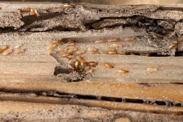 Pest Control for Restaurants in Lebanon, PA